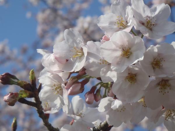 まだ蕾があります